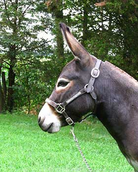 Critter Haven Farm Miniature Donkeys